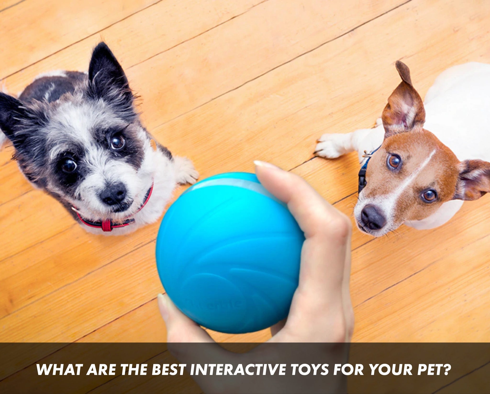 Cheerble's Wickedbone is a fun smart dog toy with a mind of its