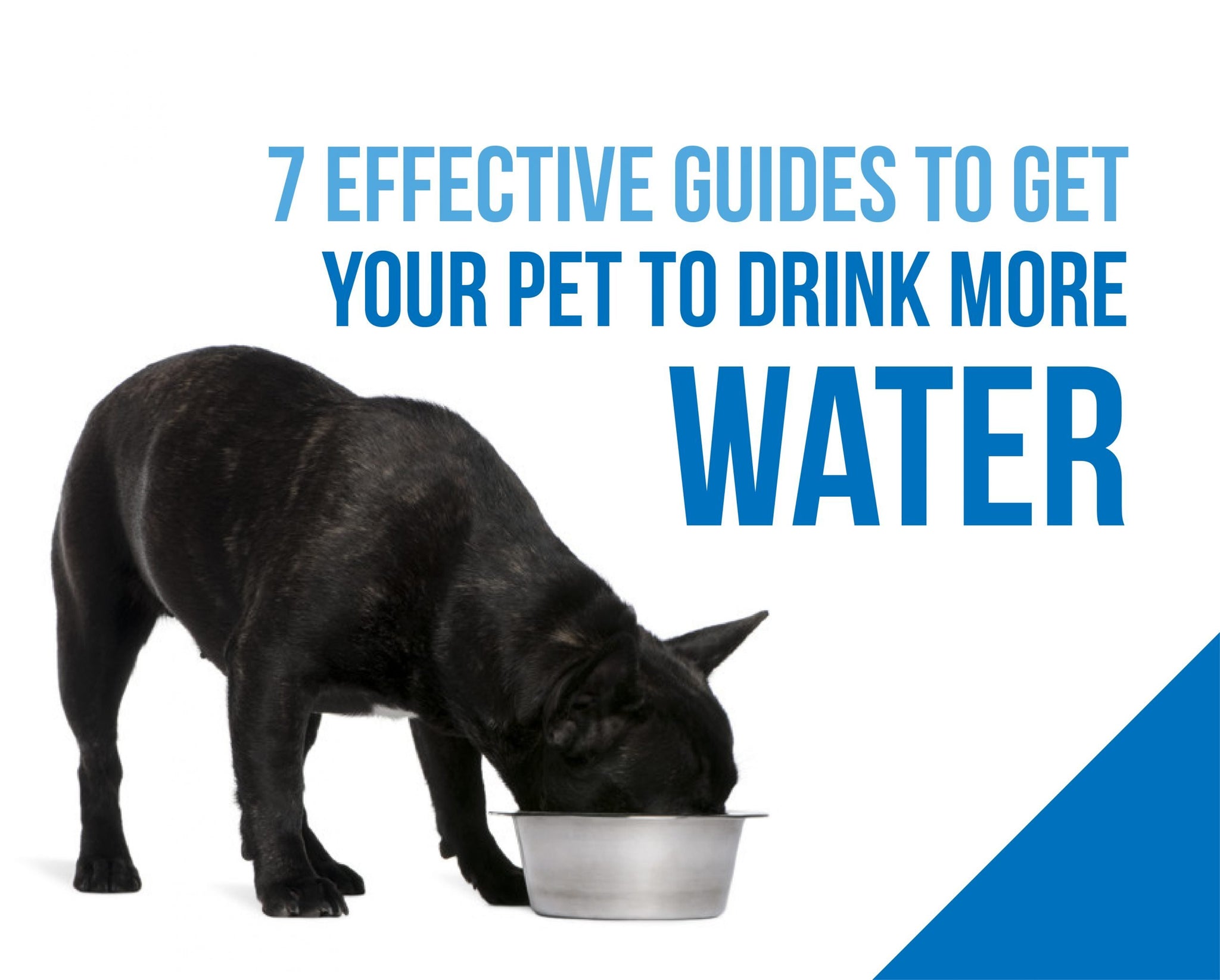 10 Ways To Get Your Dog To Drink More Water - My Brown Newfies