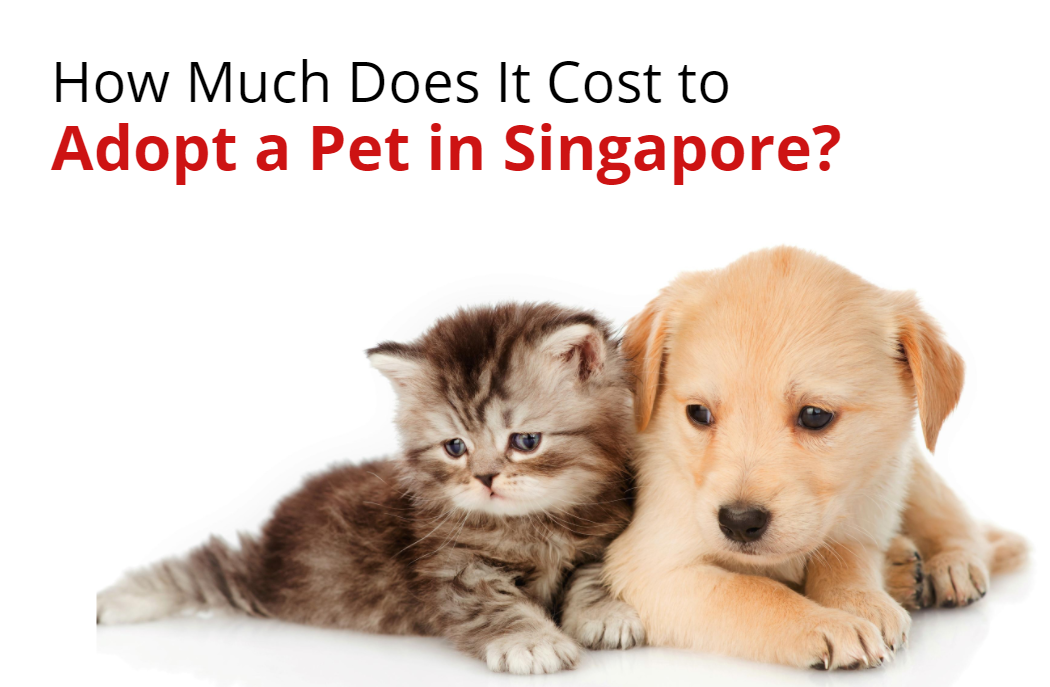 Cats and kittens for adoption in Singapore