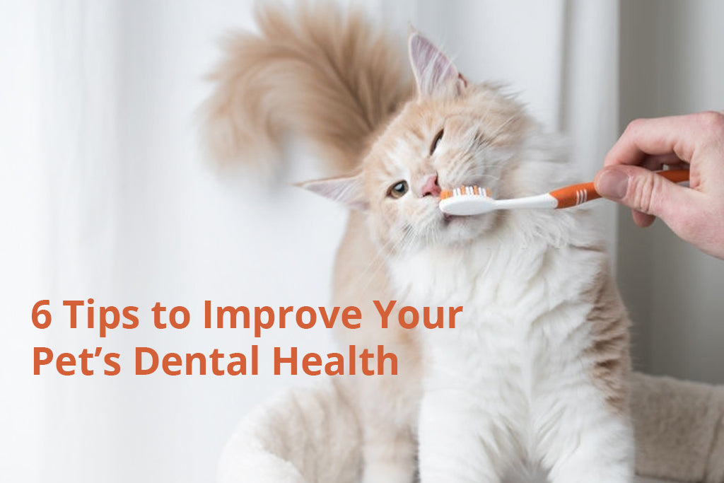 6 Tips To Improve Your Pet’s Dental Health