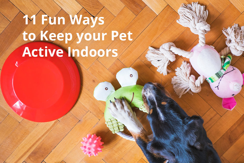 Toys to Keep Your Dog Active