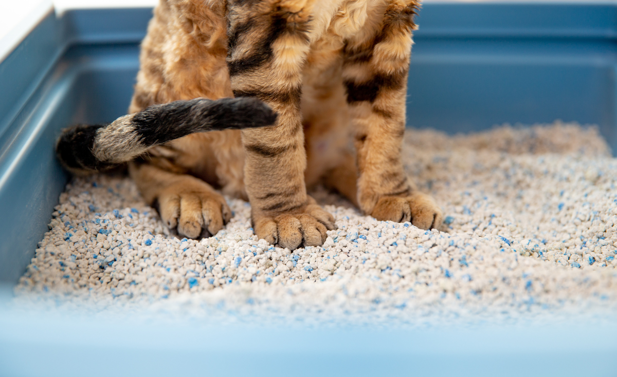 Choosing the Right Cat Litter A Comprehensive Guide for Cat Owners