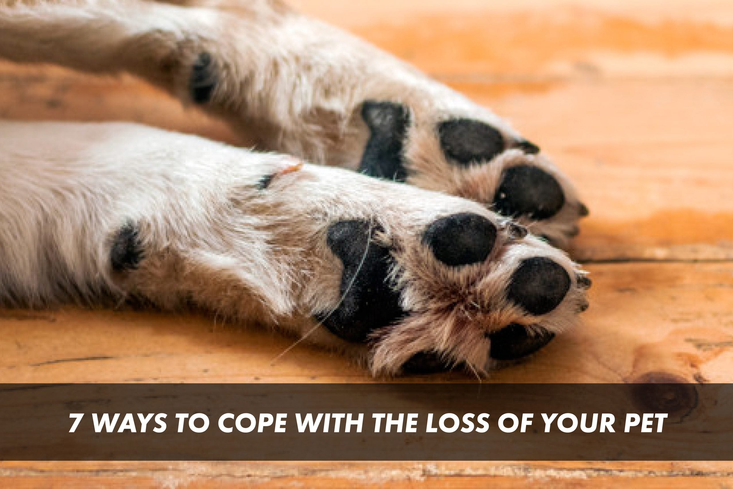 7 Ways To Cope With The Loss Of Your Pet