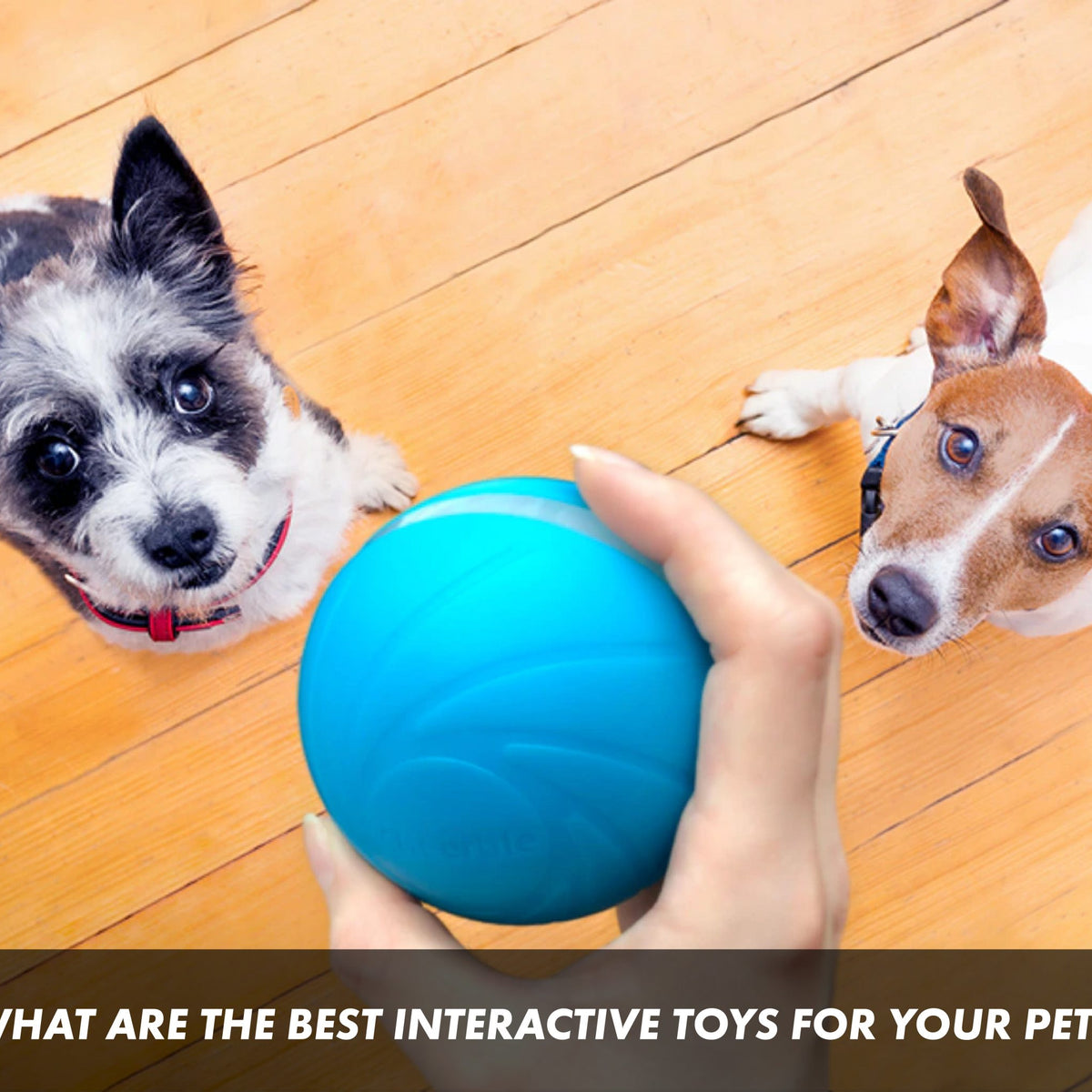 Cheerble's Wickedbone is a fun smart dog toy with a mind of its own