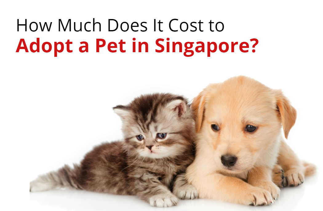 How Much Does It Cost To Adopt A Pet In Singapore?