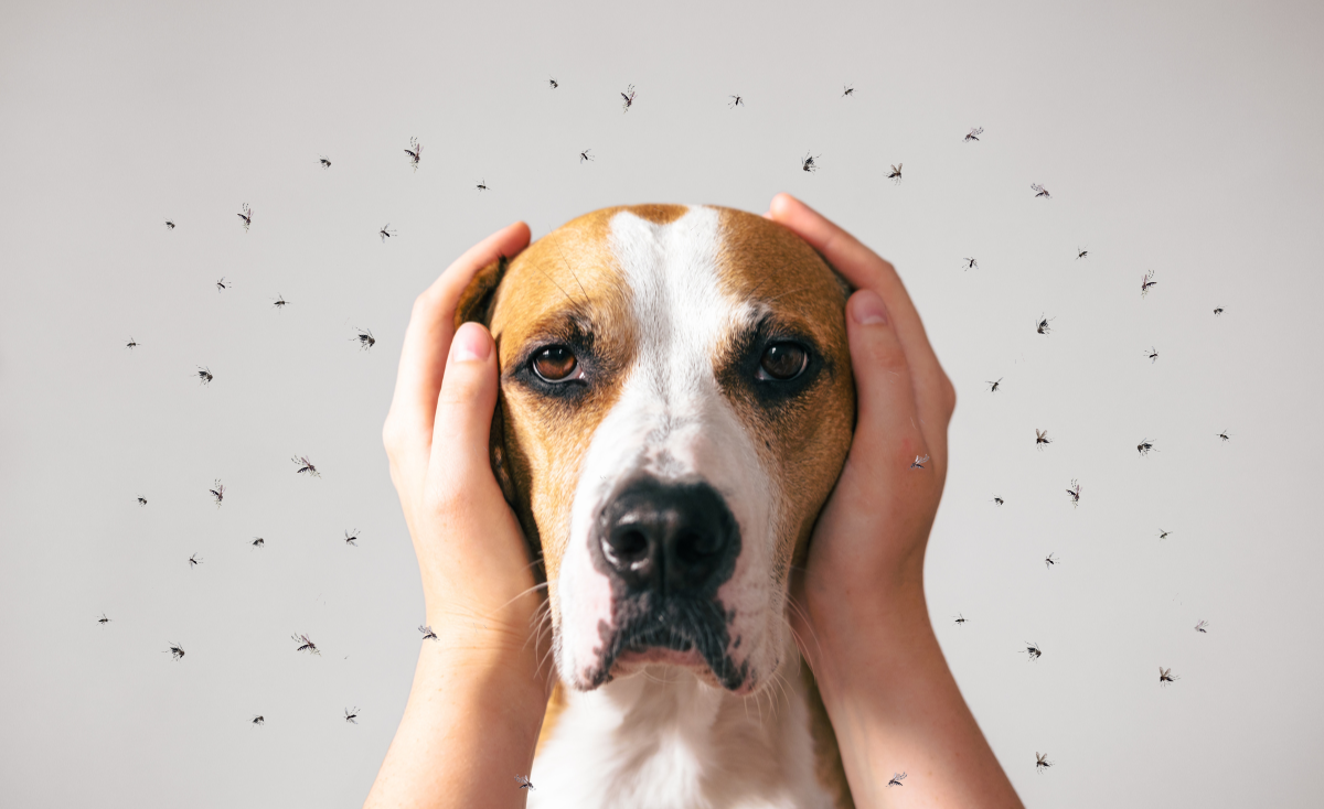 Mosquitoes vs. Pets: Tips to Keep Them Safe Amidst the Rise of Dengue Cases in Singapore