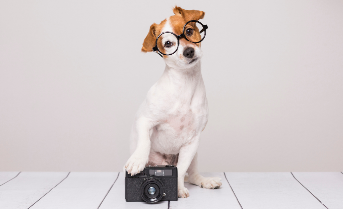 8 Best Pet-Friendly Photography Studios in Singapore for a Pawsome Photoshoot