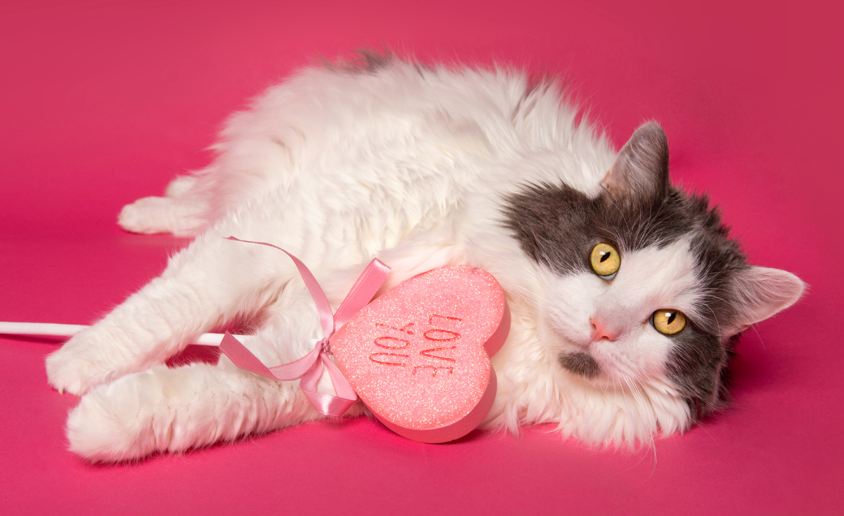 Understanding Your Cat's Love Language: A Guide to Strengthening