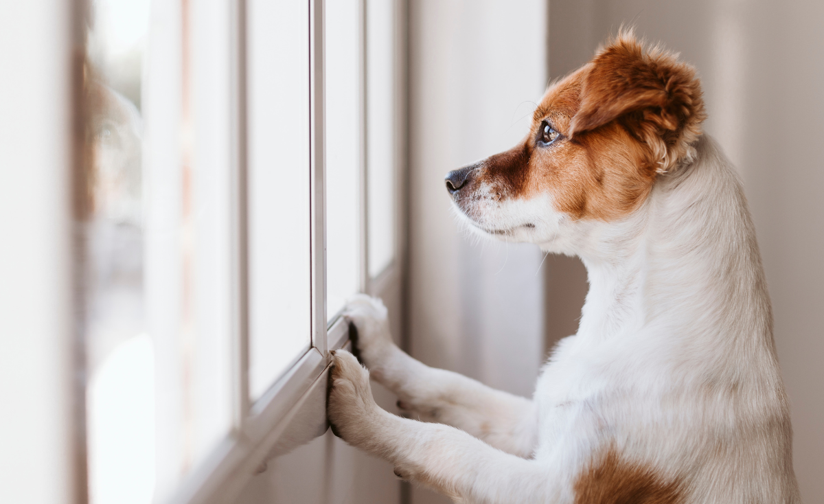 Understanding Pet Separation Anxiety: Latest News, Signs, and Solutions for Singapore Pet Owners