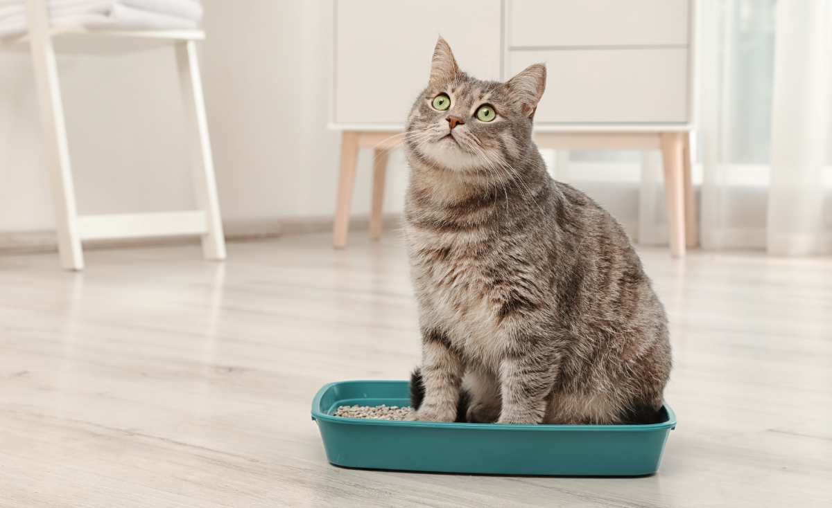 5 Simple Steps on How to Litter Train Your Cat