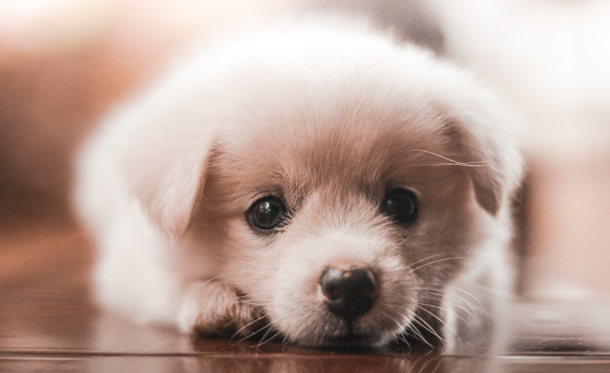 13 Common Mistakes When Training a Puppy