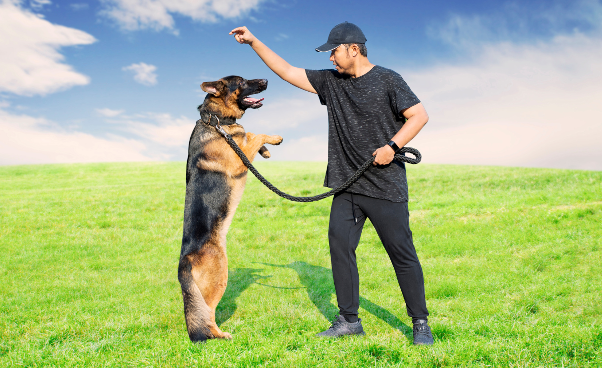 Top 5 Best Dog Training Schools In Singapore