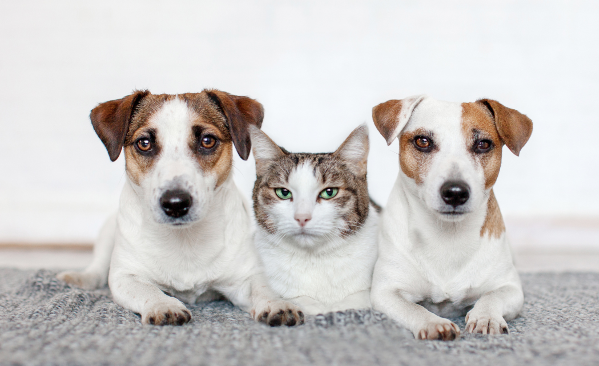 Why Singaporeans Should Not Choose a Pet Based Only on Their Breed