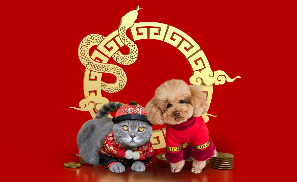 7 Fun & Festive Ways to Include Your Pets This Chinese New Year in Singapore