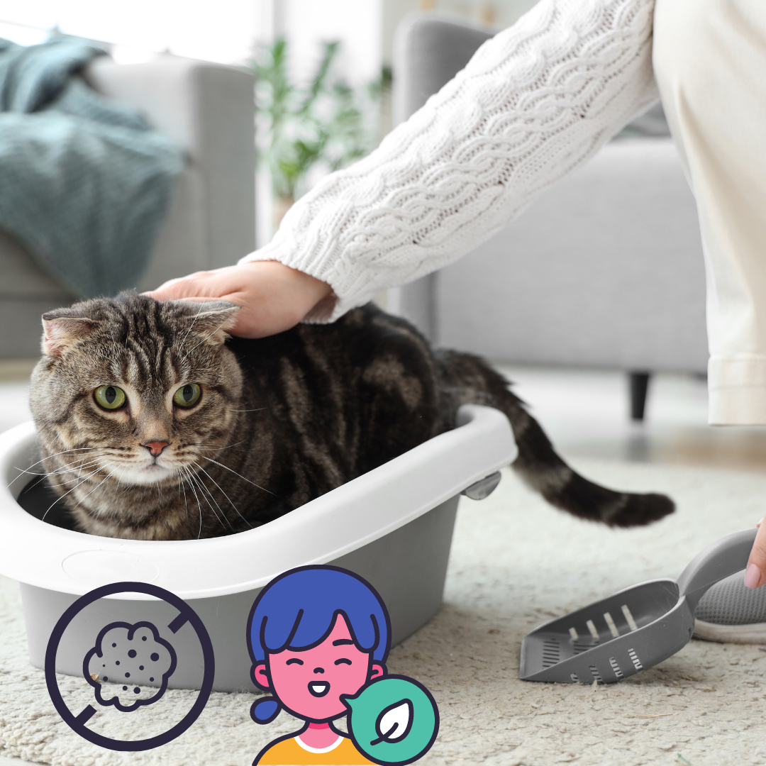 Advanced cat litter box best sale