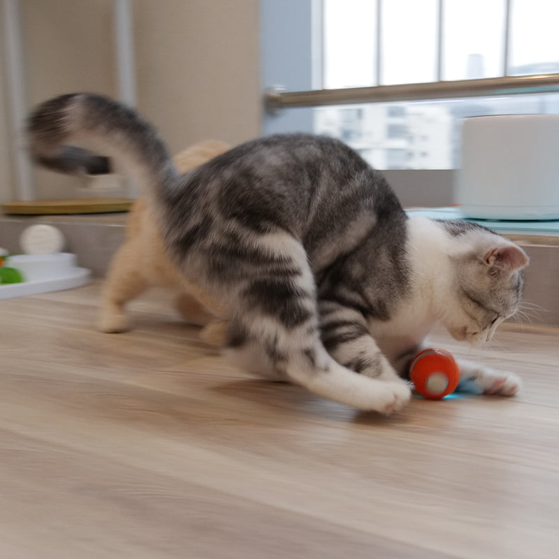 Smartpaw store cat toys